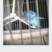 「インコ」小鳥の飼主さん募集！小鳥の写真投稿とアンケートに答えた方から500円図書カード♪の投稿画像