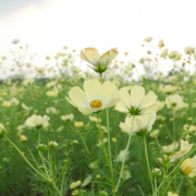 yellow cosmos