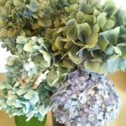 紫陽花