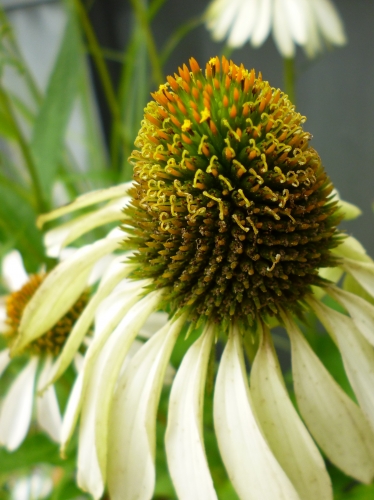 この花の名前を教えてください