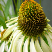 この花の名前を教えてください