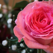 Pink Rose
