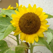 ひまわり