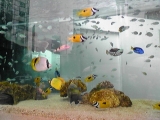 「イキイキ熱帯魚」の画像（1枚目）