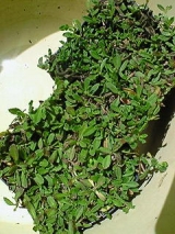 口コミ記事「クラピアが育ってます。」の画像