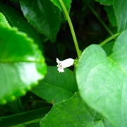 「都心の道端で見つけたお花」【アンジェ】11周年記念！お花画像の投稿で、大ヒットキッチンアイテムプレゼント♪の投稿画像