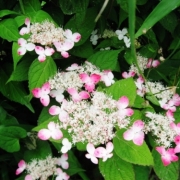 「紫陽花」【アンジェ】11周年記念！お花画像の投稿で、大ヒットキッチンアイテムプレゼント♪の投稿画像