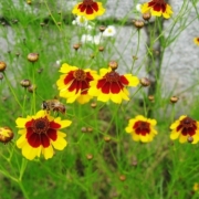 「ミツバチと一緒」【アンジェ】11周年記念！お花画像の投稿で、大ヒットキッチンアイテムプレゼント♪の投稿画像