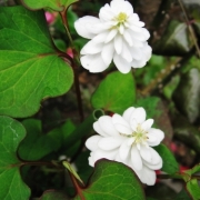 「八重どくだみ」【アンジェ】11周年記念！お花画像の投稿で、大ヒットキッチンアイテムプレゼント♪の投稿画像