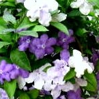 「ニオイバンマツリです♪」【アンジェ】11周年記念！お花画像の投稿で、大ヒットキッチンアイテムプレゼント♪の投稿画像