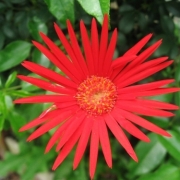 「燃えるような赤」【アンジェ】11周年記念！お花画像の投稿で、大ヒットキッチンアイテムプレゼント♪の投稿画像