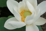 見渡す限り蓮の花でした