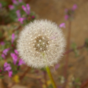 「綿毛」お花画像の投稿で、フラワーエッセンスの人気商品をプレゼント！の投稿画像