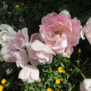 「雨上がりのチューリップです」お花画像の投稿で、フラワーエッセンスの人気商品をプレゼント！の投稿画像