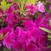 「つつじ」お花画像の投稿で、フラワーエッセンスの人気商品をプレゼント！の投稿画像