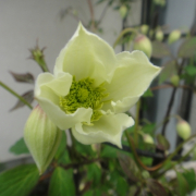 「クレマチス」お花画像の投稿で、フラワーエッセンスの人気商品をプレゼント！の投稿画像