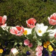 「チューリップ」お花画像の投稿で、フラワーエッセンスの人気商品をプレゼント！の投稿画像