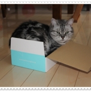 「ねえ？ホントにアメショー？なの。不細工ちゃんねー。」【グルメプラス世界に笑顔を届けよう企画】クスッと笑える、癒される写真を大募集！の投稿画像