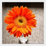 「希少なネロリ」の画像