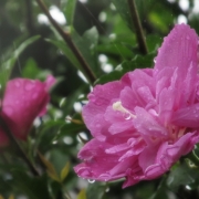 「水のめぐみ」【クリンスイ】～水のある風景～　写真テーマ「おいしい水」の投稿画像