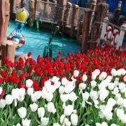 「ディズニー」【クリンスイ】～水のある風景～　写真テーマ「スポーツと水」の投稿画像