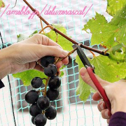 「緑のカーテンの葡萄収穫♪」【園芸女子】必見！～緑のある暮らし～写真募集！テーマは「収穫」の投稿画像