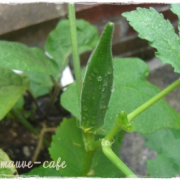 「今年は沢山とれました!!」【園芸女子】必見！～緑のある暮らし～写真募集！テーマは「収穫」の投稿画像