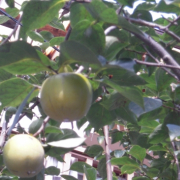 「そろそろ採り入れ時」【園芸女子】必見！～緑のある暮らし～写真募集！テーマは「収穫」の投稿画像