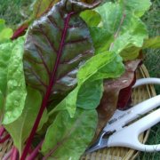「彩り鮮やか、スイスチャードの収穫！」【園芸女子】必見！～緑のある暮らし～写真募集！テーマは「収穫」の投稿画像