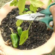 「ピーマン出来た♪」【園芸女子】必見！～緑のある暮らし～写真募集！テーマは「収穫」の投稿画像