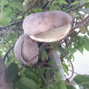 「あけび　見っけ！！」【園芸女子】必見！～緑のある暮らし～写真募集！テーマは「収穫」の投稿画像