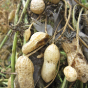 「落花生収穫」【園芸女子】必見！～緑のある暮らし～写真募集！テーマは「収穫」の投稿画像