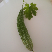 「今年最後のゴーヤちゃん」【園芸女子】必見！～緑のある暮らし～写真募集！テーマは「収穫」の投稿画像