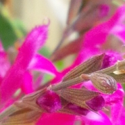 「チェリーセージ」【園芸女子】必見！～緑のある暮らし～写真募集！テーマは「収穫」の投稿画像