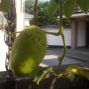 「我が家のアケビ（むべ）」【園芸女子】必見！～緑のある暮らし～写真募集！テーマは「収穫」の投稿画像