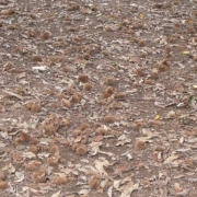 「秋を感じさせるトゲトゲ★」サプリ米と考えよう！これぞ食欲の秋を写真で教えてくださいの投稿画像