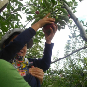 「りんご狩り」サプリ米と考えよう！これぞ食欲の秋を写真で教えてくださいの投稿画像