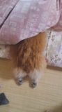 頭隠して尻隠さず