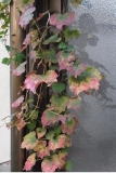 とっても身近な紅葉