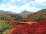 清里高原の秋、紅葉は真っ盛り！　