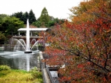 紅葉にはまだまだですが・・・