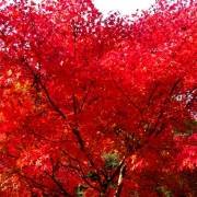 「真っ赤でした♪」C1000と楽しもう！秋を感じる紅葉の写真大募集！の投稿画像