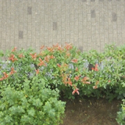 「洗濯を干していてふと下を見ると」C1000と楽しもう！秋を感じる紅葉の写真大募集！の投稿画像