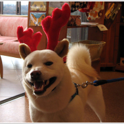 「あわてんぼうのサンタロース、、、うん？トナカイさん？？」【フォト募集】自慢のペット写真を投稿してオリジナルステッカーを作ろう！の投稿画像