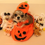 「ハロウィン」【フォト募集】自慢のペット写真を投稿してオリジナルステッカーを作ろう！の投稿画像