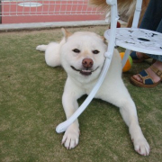 「ドッグラン大好き♪」【フォト募集】自慢のペット写真を投稿してオリジナルステッカーを作ろう！の投稿画像