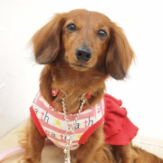 「可愛く撮ってね！」【フォト募集】自慢のペット写真を投稿してオリジナルステッカーを作ろう！の投稿画像