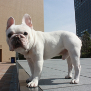 「いつものお散歩の写真」【フォト募集】自慢のペット写真を投稿してオリジナルステッカーを作ろう！の投稿画像