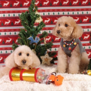 「メリクリ☆」【フォト募集】自慢のペット写真を投稿してオリジナルステッカーを作ろう！の投稿画像