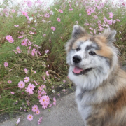 「秋の笑顔！」【フォト募集】自慢のペット写真を投稿してオリジナルステッカーを作ろう！の投稿画像